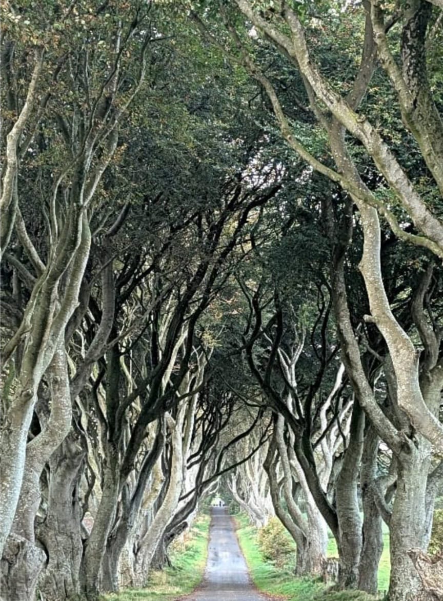 The Dark Hedges, County Antrim